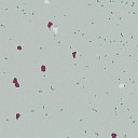 Линолеум Forbo Sphera Energetic 51229 vivid morning dew  | FLOORDEALER